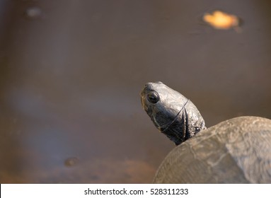 a turtle sunbathing on the side of a pond