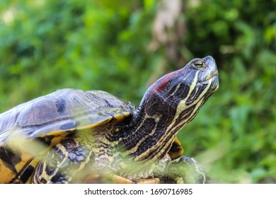 a turtle is sunbathing in a tropical forest - Shutterstock ID 1690716985