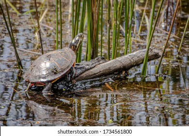 Turtle sunning itself on a log - Shutterstock ID 1734561800