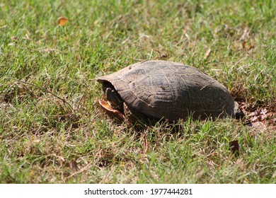 Turtle Sunning While On Lawn