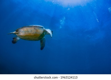 Turtle Swiming In The Blue