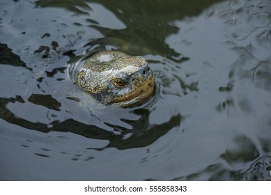 Turtle Swiming, Close-up View