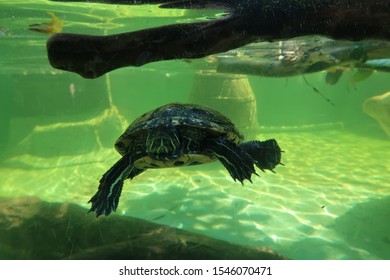 Turtle Swiming Of Green Water