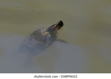 The Turtle Swiming Ina River