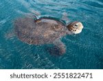 A turtle swiming in the ocean