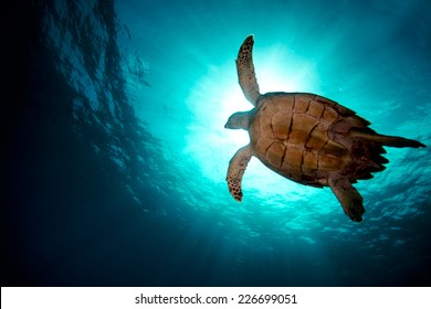 Turtle swiming over divers