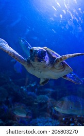 Turtle Swiming Under Water