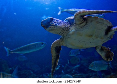 Turtle Swiming Under Water