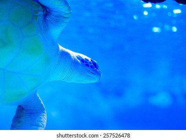 Turtle swimming