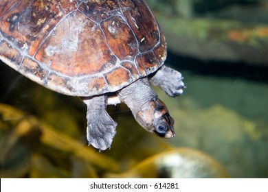turtle swimming