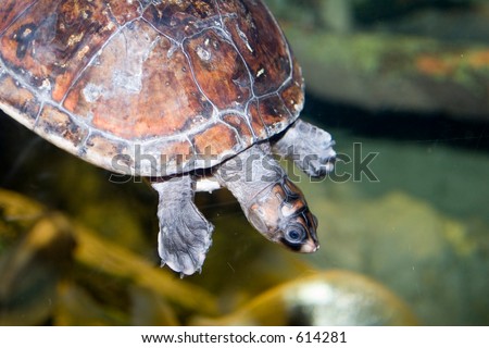 turtle swimming