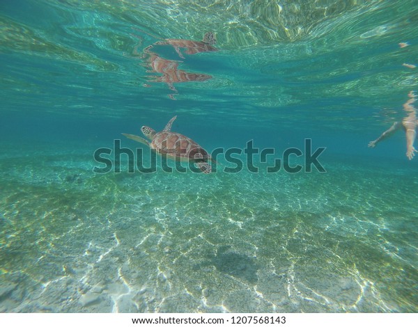 Turtle Swimming Crystal Clear Water Gili Stock Photo Edit Now