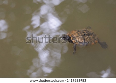 A turtle swimming in an Oklahoma river.