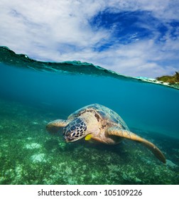 Turtle Swimming On The Sea Bottom  - Half Underwater Shot