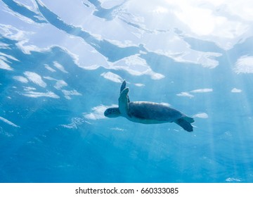 Turtle swimming at the surface