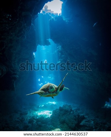 Turtle swimming through an underwater cave