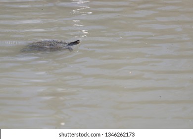 turtle swimming, Trachemys scripta elegans 
