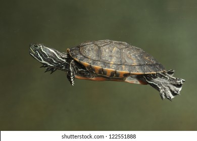 19,732 River turtle Images, Stock Photos & Vectors | Shutterstock