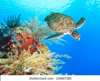 Turtle swimming underwater among the coral reef