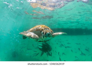 turtle swims in the clear ocean near the island of Mauritius