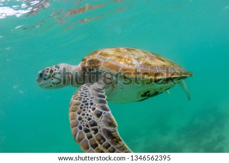 turtle swims in the clear ocean near the island of Mauritius