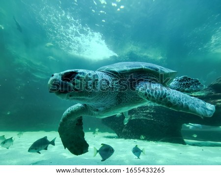 A turtle swims in it's enclosure at the Two Oceans Aquarium in Cape Town, South Africa