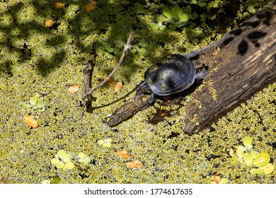 the turtle taking a suntime
