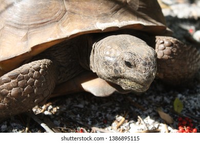 787 Tan turtle Images, Stock Photos & Vectors | Shutterstock