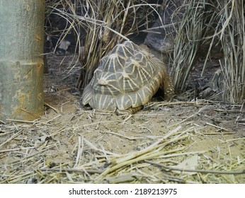 Turtle In The Taronga Zoo Sydney