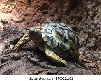 A Turtle At The Tennessee Aquarium.