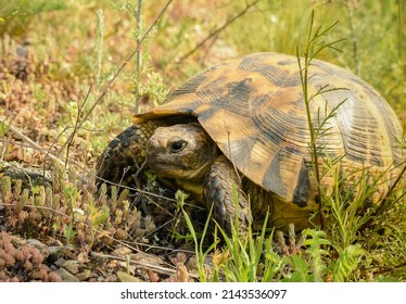 Turtle (Testudo Graeca) In The Wild