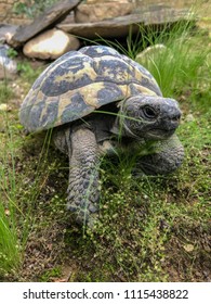 Turtle - Testudo Hermanni