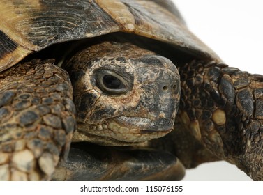 Turtle Testudo Hermanni Tortoise