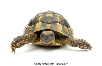 33,460 Tortoise white background Images, Stock Photos & Vectors ...