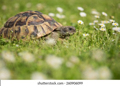 Turtle Testudo hermanni tortoise in the garden - Shutterstock ID 260906099
