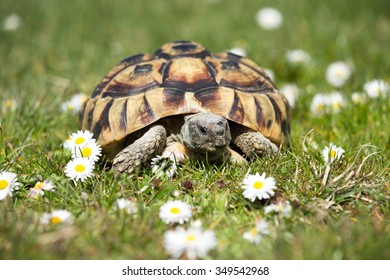 Turtle Testudo hermanni tortoise in the garden - Shutterstock ID 349542968