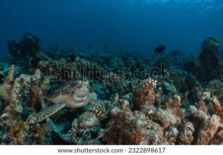 turtle tortuga greenturtle tortugaverde diving Stock photo © 