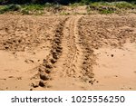 Turtle track on Mon Repos beach near Bundaberg in Queensland, Australia.