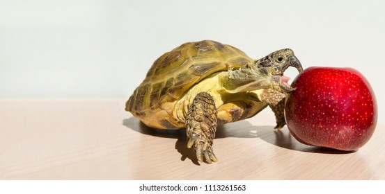 102 Turtle eating apple Images, Stock Photos & Vectors | Shutterstock