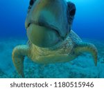 turtle underwater close up