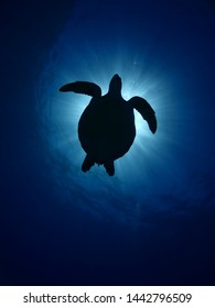 Turtle Underwater Sun Shine Beam