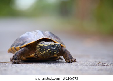 5,296 Turtle On Road Images, Stock Photos & Vectors | Shutterstock