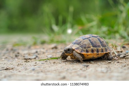 Turtle Walking Among Green Herbs