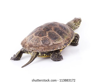 Turtle Walking Away Isolated On White Stock Photo 113883172 | Shutterstock