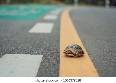 turtle walking down a track for running in a concept of racing or getting to a goal no matter how long it takes