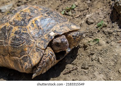 Turtle Walking On The Ground.