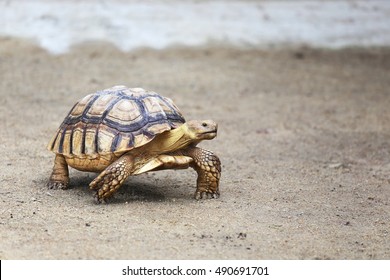 Turtle Walking On The Ground