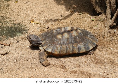 Turtle walking on the sand