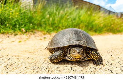 Turtle walking on a sandy path in nature. A turtle moves slowly along a sandy path surrounded by grass on a sunny day.