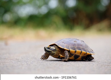 Turtle Walking On The Way